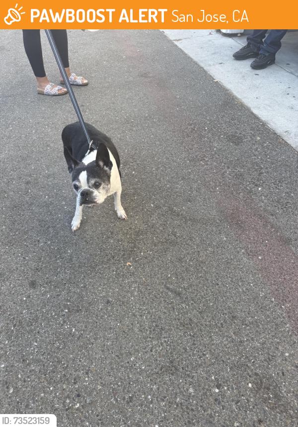 Found/Stray Unknown Dog last seen Senter and Carpentier Dr, San Jose, CA 95111