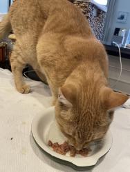 Reunited Male Cat last seen East 7th St and Peoria, Tulsa, OK 74120