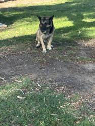 Found/Stray Male Dog last seen Basketball court, Bonita, CA 91902