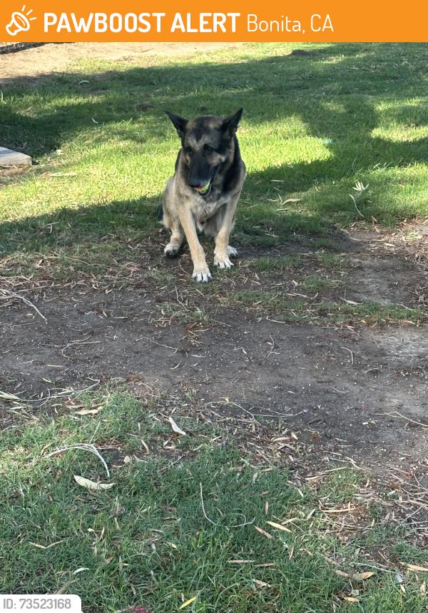 Found/Stray Male Dog last seen Basketball court, Bonita, CA 91902
