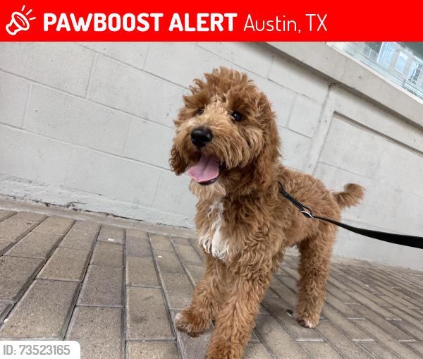 Lost Female Dog last seen Austonian, Austin, TX 78701