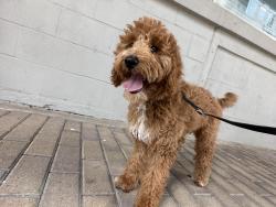 Lost Female Dog last seen Austonian, Austin, TX 78701