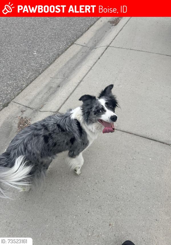 Lost Female Dog last seen State st and Veterans, Boise, ID 83702