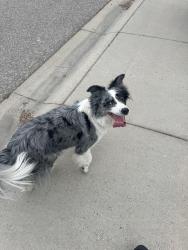 Lost Female Dog last seen State st and Veterans, Boise, ID 83702