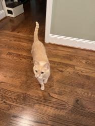 Lost Female Cat last seen Near Hawthorne Point, Marietta, GA 30062, Marietta, GA 30062