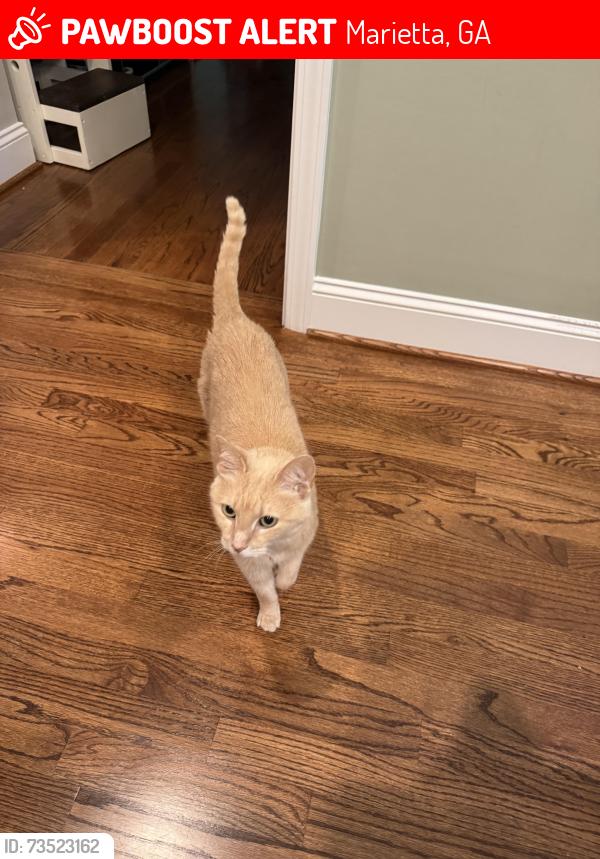 Lost Female Cat last seen Near Hawthorne Point, Marietta, GA 30062, Marietta, GA 30062