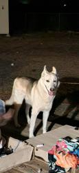 Found/Stray Male Dog last seen DaleEvans, Apple Valley, CA 92307