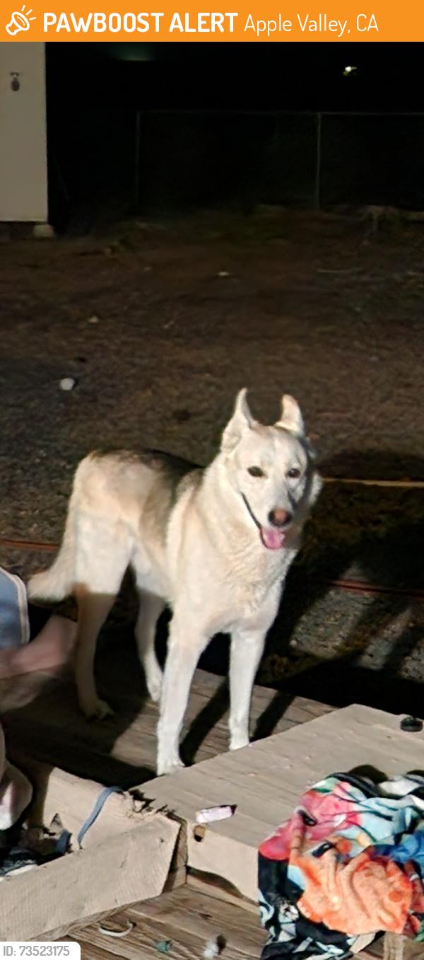 Found/Stray Male Dog last seen DaleEvans, Apple Valley, CA 92307