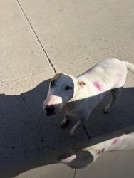 Found/Stray Female Dog last seen The village apmts, Waxahachie, TX 75165