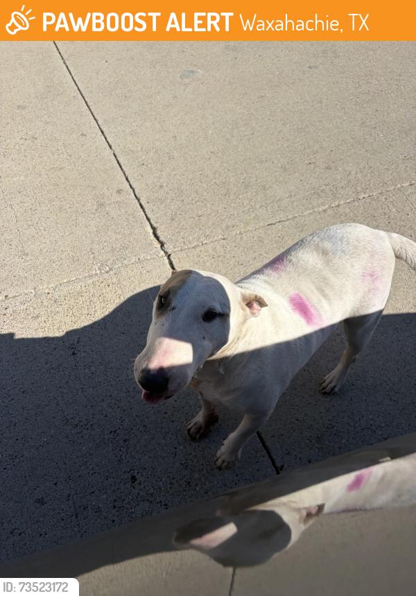 Found/Stray Female Dog last seen The village apmts, Waxahachie, TX 75165