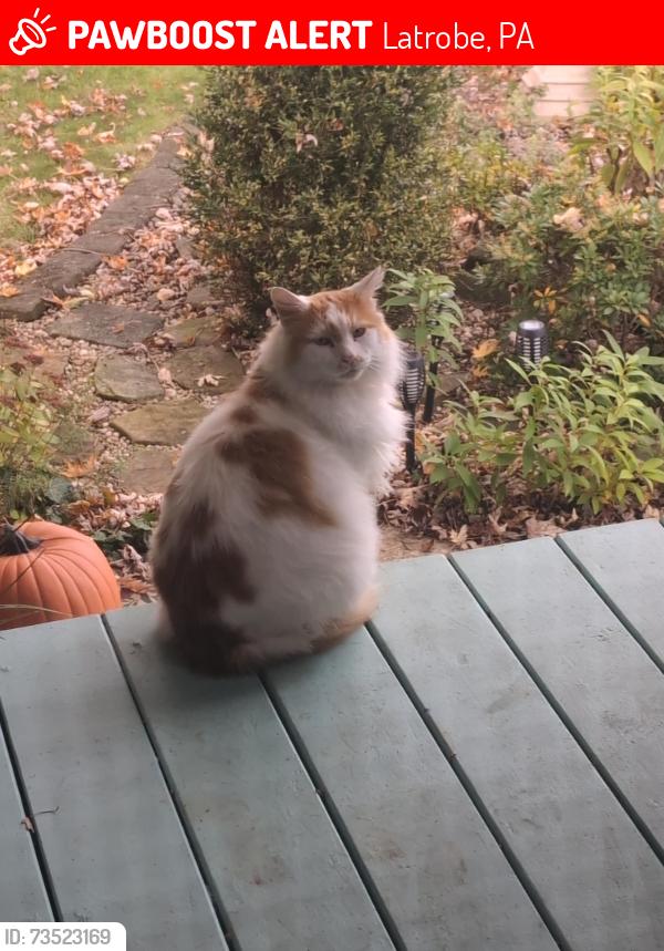 Lost Male Cat last seen St.Clair Street, Latrobe, Latrobe, PA 15650