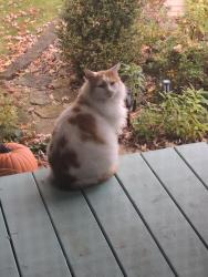 Lost Male Cat last seen St.Clair Street, Latrobe, Latrobe, PA 15650