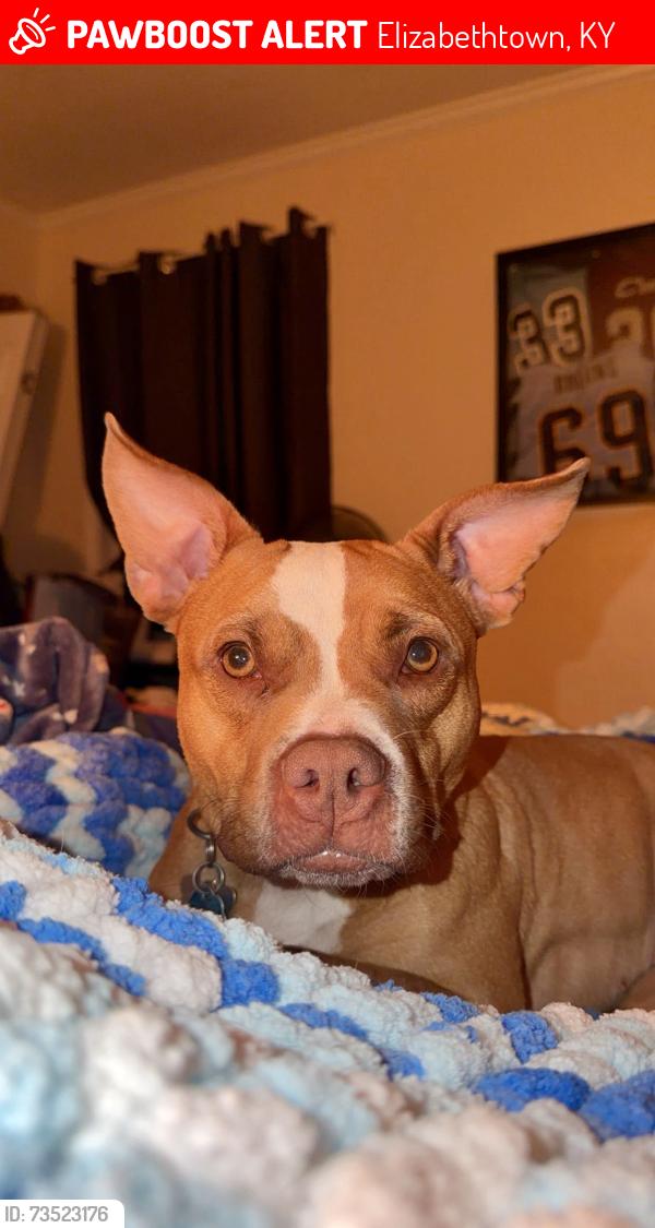 Lost Female Dog last seen Near Lincoln drive, Elizabethtown, KY 42701