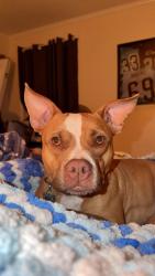 Lost Female Dog last seen Near Lincoln drive, Elizabethtown, KY 42701
