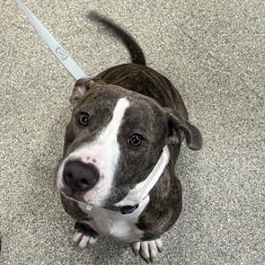 Shelter Stray Female Dog last seen , 8464 Beach Blvd, Jacksonville, FL 32216, USA