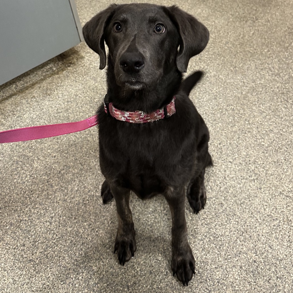 Shelter Stray Female Dog last seen , 8464 Beach Blvd, Jacksonville, FL 32216, USA