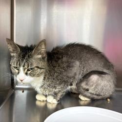 Shelter Stray Female Cat last seen , 1244 N Delsea Dr, Vineland, NJ 08360, USA