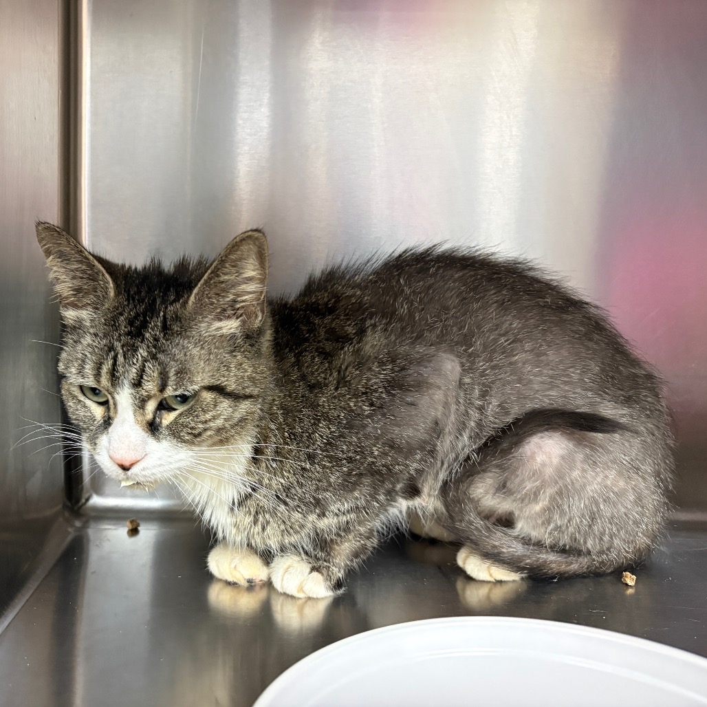Shelter Stray Female Cat last seen , 1244 N Delsea Dr, Vineland, NJ 08360, USA