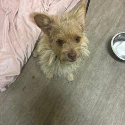 Shelter Stray Male Dog last seen , 361 S Raymond Ave, Pasadena, CA 91105, USA