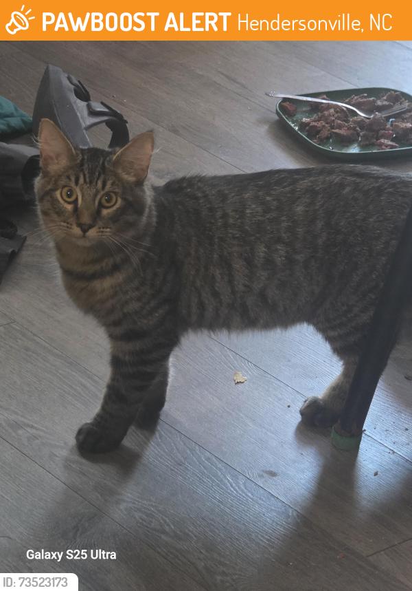 Found/Stray Female Cat last seen Hendersonville Airport, Hendersonville, NC 28792