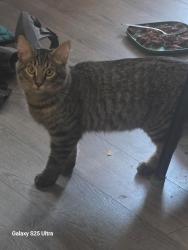 Found/Stray Female Cat last seen Hendersonville Airport, Hendersonville, NC 28792