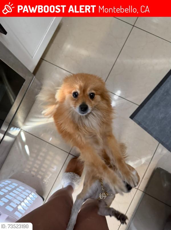 Lost Female Dog last seen Hereford & Concourse, Montebello, CA 90640