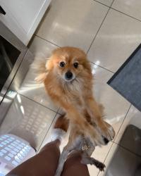 Lost Female Dog last seen Hereford & Concourse, Montebello, CA 90640