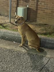 Found/Stray Female Dog last seen Schillinger Rd and Airport Blvd, Mobile, AL 36695