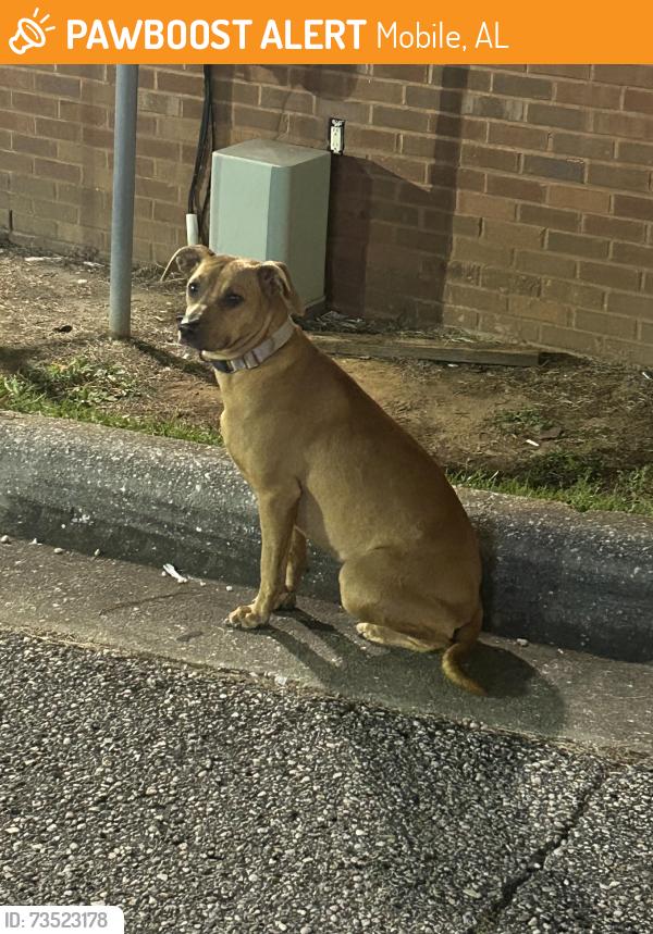 Found/Stray Female Dog last seen Schillinger Rd and Airport Blvd, Mobile, AL 36695