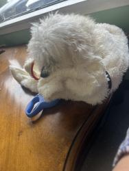 Reunited Male Dog last seen Pension rd and the glee market, Manalapan Township, NJ 07726
