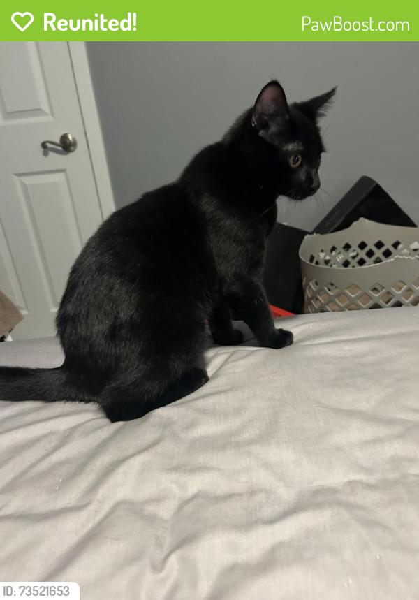 Reunited Male Cat last seen NE 56th st and N Kansas Ave, Kansas City, MO 64119