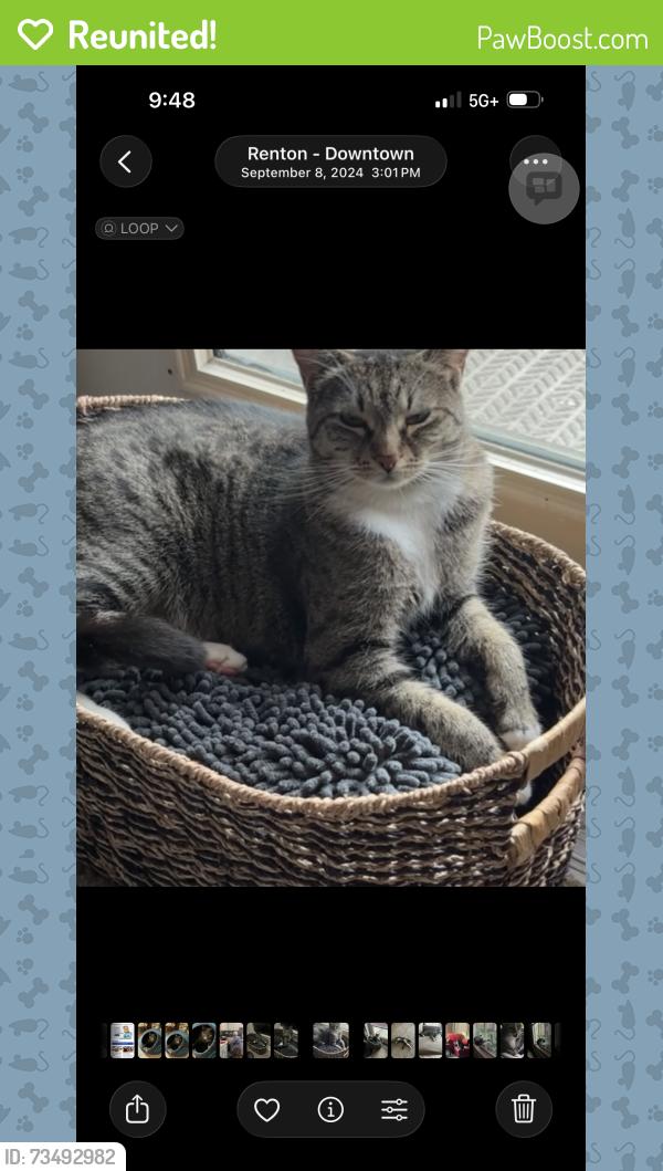 Reunited Female Cat last seen SE 16th St and 146th St SE, Bellevue, WA 98007