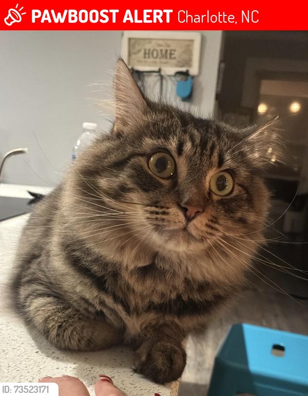 Lost Male Cat last seen Tyvola rd, Charlotte, NC 28217