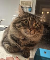 Lost Male Cat last seen Tyvola rd, Charlotte, NC 28217