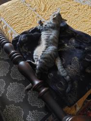 Reunited Male Cat last seen University Garden Dr, Florida 32792, USA, Orange County, FL 32792