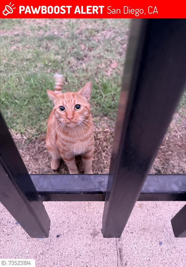 Lost Male Cat last seen sycamore rd, San Diego, CA 92173