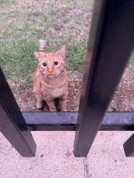 Lost Male Cat last seen sycamore rd, San Diego, CA 92173