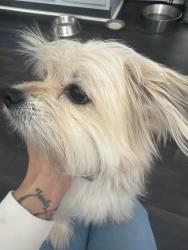 Reunited Male Dog last seen Brownsview church, Candler, NC 28715