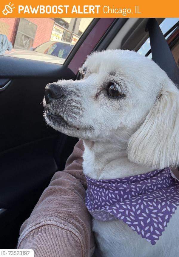 Found/Stray Female Dog last seen Near street and Sacramento, Chicago, IL 60623