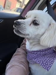Found/Stray Female Dog last seen Near street and Sacramento, Chicago, IL 60623
