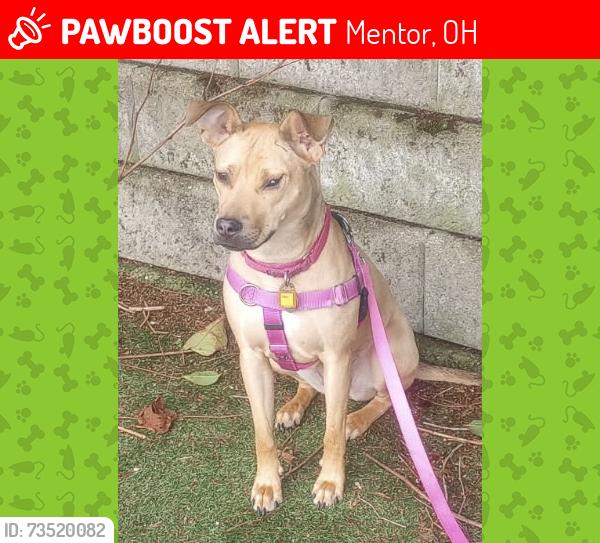 Lost Female Dog last seen Governor’s Place, Mentor, OH 44060