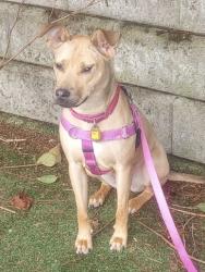 Lost Female Dog last seen Governor’s Place, Mentor, OH 44060