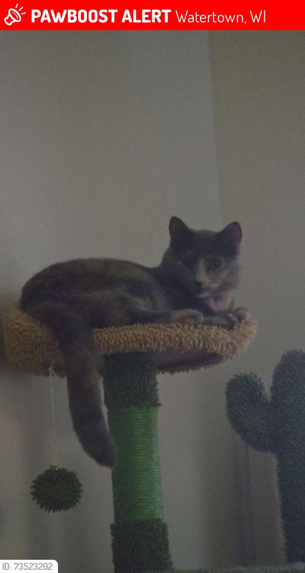 Lost Female Cat last seen Near N Church str, Watertown, WI 53094