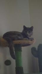 Lost Female Cat last seen Near N Church str, Watertown, WI 53094