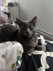 Lost Female Cat last seen Boul perron, Laval, QC 