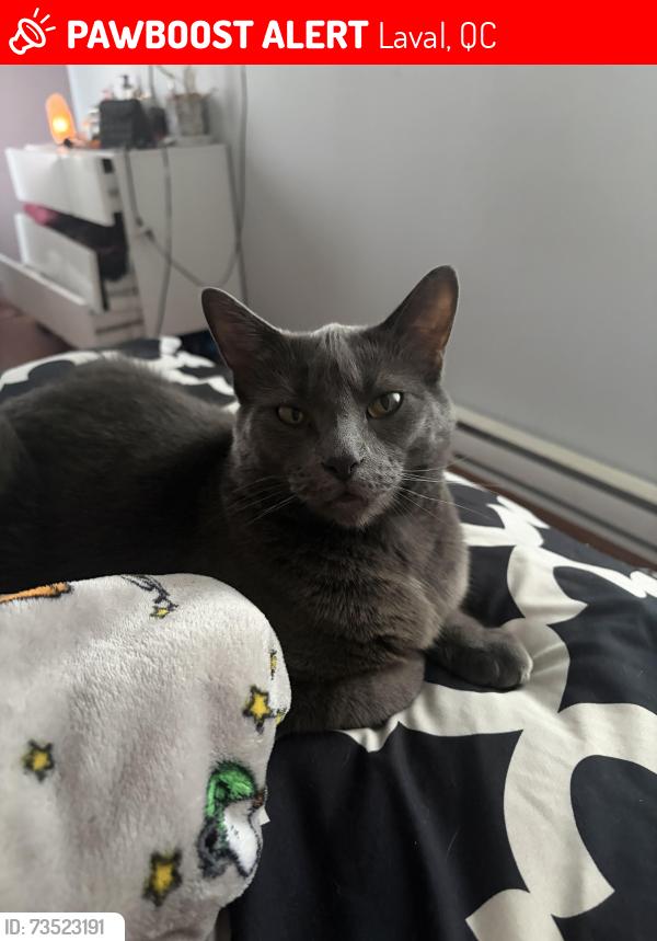 Lost Female Cat last seen Boul perron, Laval, QC 