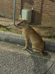 Found/Stray Female Dog last seen Schillinger Rd S. And Airport Blvd, Mobile, AL 36695