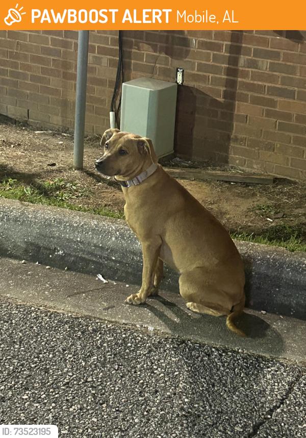 Found/Stray Female Dog last seen Schillinger Rd S. And Airport Blvd, Mobile, AL 36695