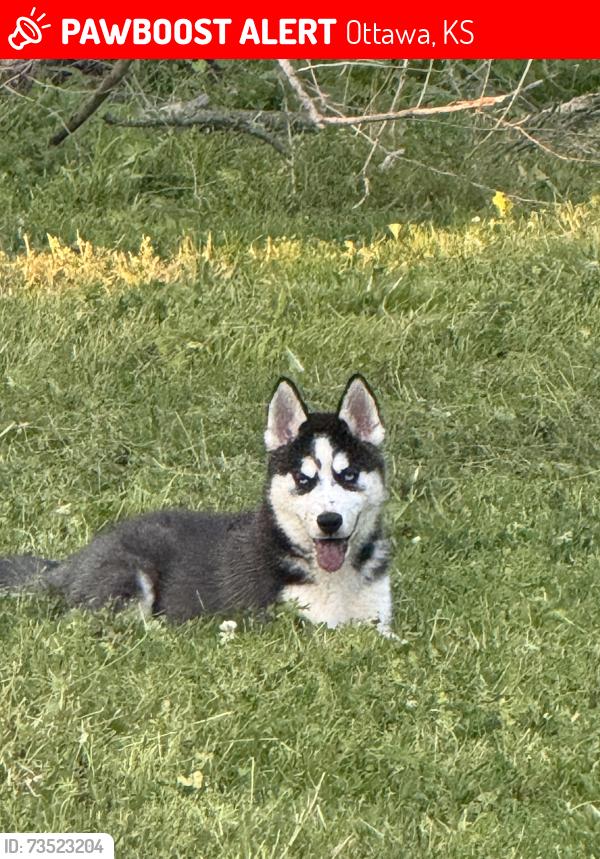 Lost Male Dog last seen Cherry st, Ottawa, KS 66067