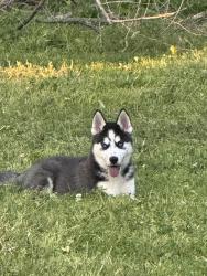 Lost Male Dog last seen Cherry st, Ottawa, KS 66067